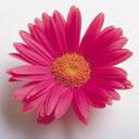 angelaa242 - zdjęcie