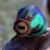 KaczkaDziwaczka - zdjęcie