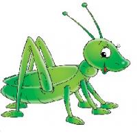 Grasshoppers - zdjęcie