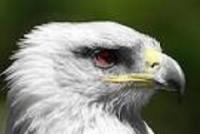 whiteeagle2017 - zdjęcie